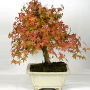 Bonsai Bordo do Japo 15 anos